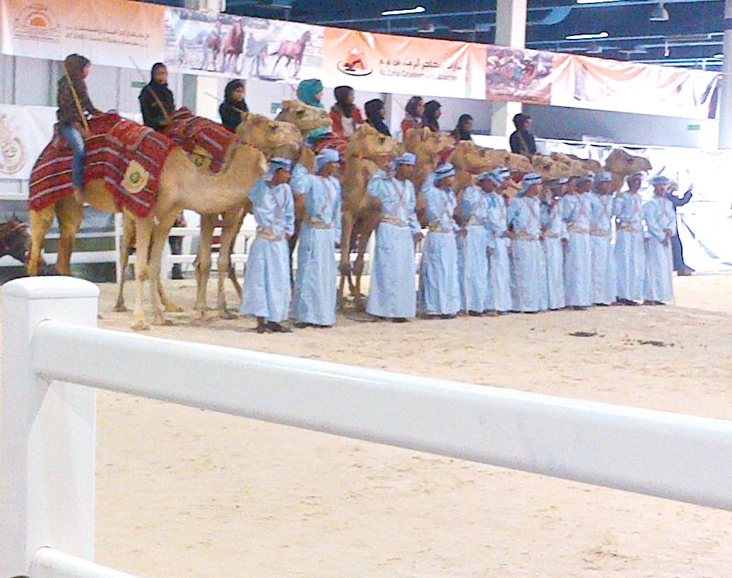 horse and camel fair with duralock fence