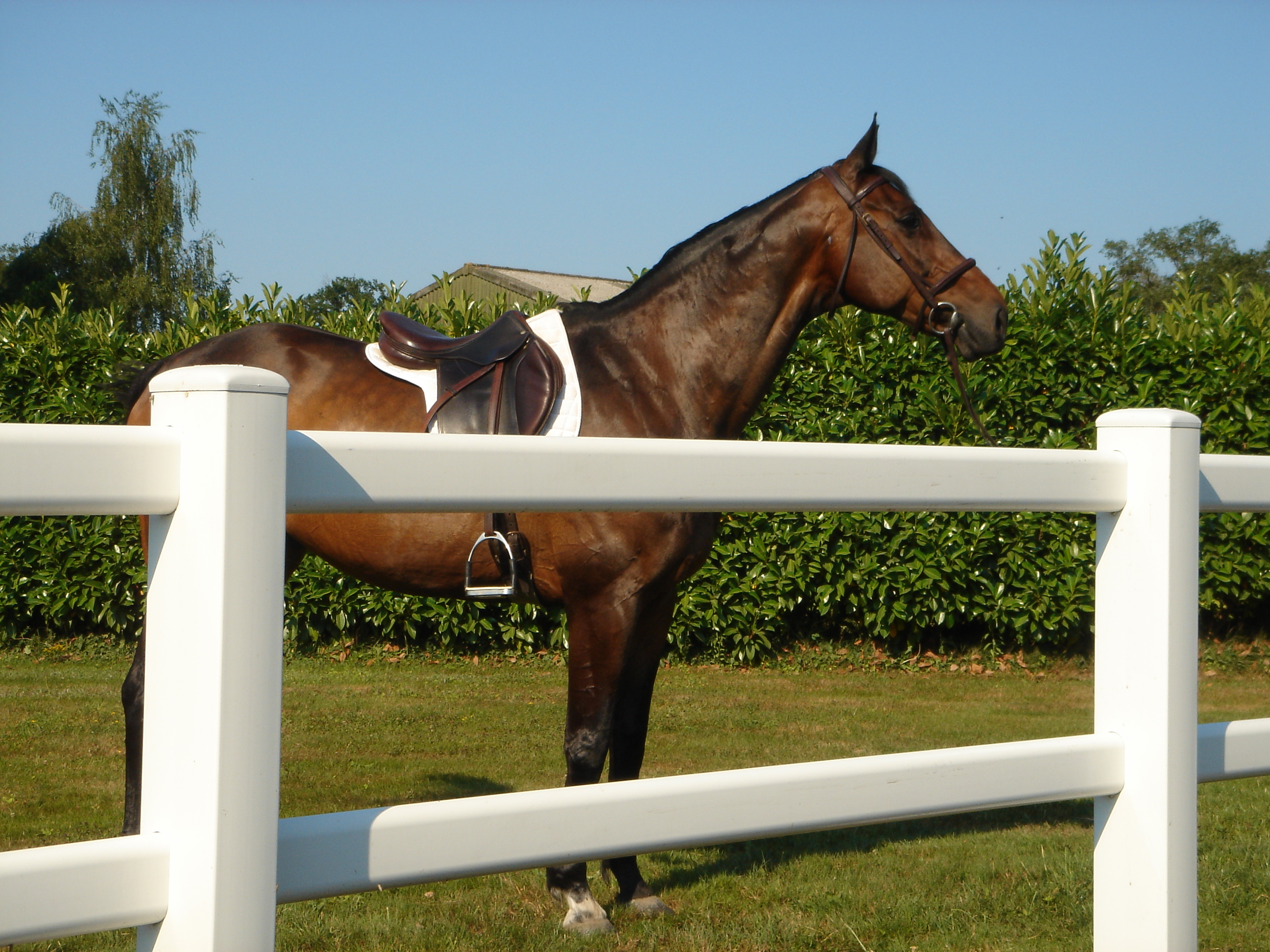 horse-behind-duralock-fencing-russia