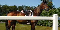 Equestrian fencing