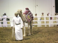 Camel in paddock
