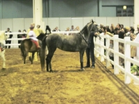 Horse in stable
